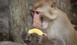 猴子吃瓜文案图片,猴子吃瓜萌态瞬间