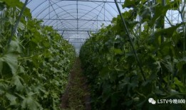 西昌吃瓜什么梗