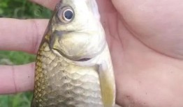 鲫瓜浮漂吃铅,揭秘精准钓鱼的奥秘