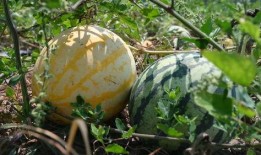 吃瓜去山顶,一场别开生面的山顶盛宴