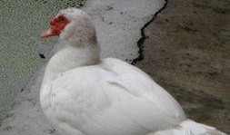 鹅鸭杀吃瓜,一场吃瓜群众的狂欢盛宴