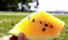 黄毛和娜娜吃瓜,黄毛娜娜瓜田奇遇记