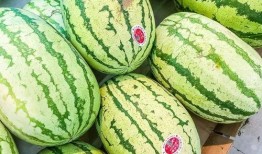 只只吃瓜,只只吃瓜的奇妙冒险之旅