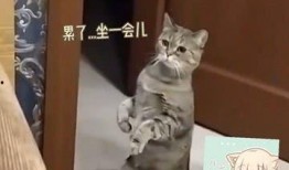 在家里吃瓜吵架,一场关于瓜果的温馨争吵