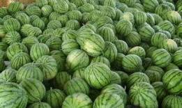 用卡吃瓜,揭秘信用卡消费背后的秘密与技巧