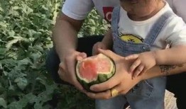 小宝喜欢吃瓜,瓜果飘香中的童年记忆