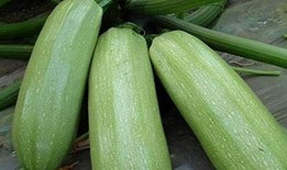 9峰在线吃瓜,一场吃瓜盛宴背后的网络风云