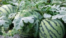 文章《吃瓜》,吃瓜群众的智慧与反思