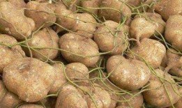 附子瓜怎么吃减肥产品,天然食材助你轻松瘦身