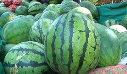 吃瓜群众现场吃西瓜