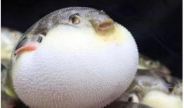 带你吃瓜河豚,带你吃瓜河豚之旅