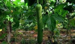 吃大瓜虫,探寻独特风味背后的传奇故事