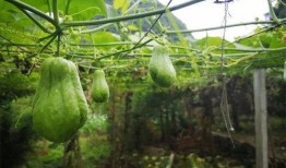 为什么吃佛手瓜会胃酸,揭秘背后的原因与应对策略