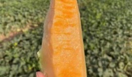 云木吃瓜是啥,网络热词背后的文化现象