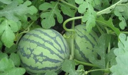 吃瓜人sss,一场网络热议背后的故事