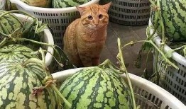 拳铺卖茶叶吃瓜,拳铺里的悠闲时光