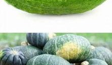 面瓜是什么瓜可以吃吗,这种瓜真的可以食用吗？