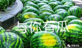 石狮海洋学校吃瓜,揭秘校园里的“瓜田”趣闻