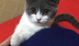 吃瓜遇见猫,温馨瞬间定格