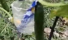 临安吃瓜事件视频,一场网络狂欢背后的真相揭秘