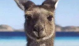 袋鼠吃瓜表情,萌态可掬的动物瞬间