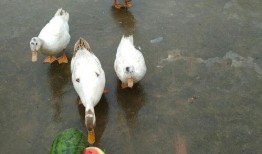 鹅鸭杀吃瓜,一场吃瓜群众的狂欢盛宴