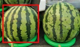 吃瓜都不甜的瓜,探寻瓜类背后的秘密