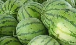 日照有瓜吃吗,瓜果飘香，丰收季节的美食盛宴