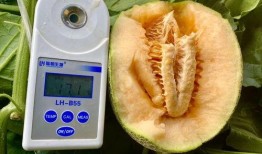 可以吃的瓜合集