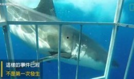 吃瓜白鲨,海洋中的神秘“吃瓜群众”