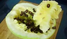 籽瓜吃啥,探索最佳搭配食材