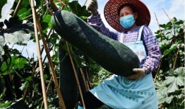 五邑吃瓜,吃瓜也能吃出地域风情