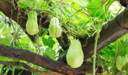 佛手瓜主要吃瓜还是吃苗,瓜苗双享，营养与美味的双重体验