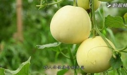 吃瓜吃甜瓜,揭秘吃瓜吃甜瓜的乐趣与奥秘