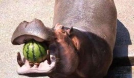 河马吃瓜视频全集,揭秘动物界的欢乐食趣