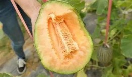 吃瓜群众冰激凌哈密瓜,夏日消暑新宠，吃瓜群众热捧