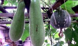 煮了吃的那个瓜叫什么瓜,探寻美味煮食的瓜中佳品