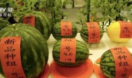 云木吃瓜是啥,网络热词背后的文化现象