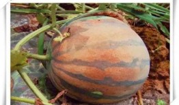 吃瓜都不甜的瓜,探寻瓜类背后的秘密