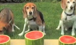 狗着急吃瓜,揭秘宠物急切心情背后的趣味瞬间