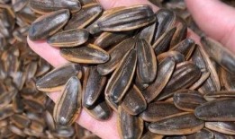 吃瓜应该吐几个瓜子,揭秘瓜子吐出数量的奥秘