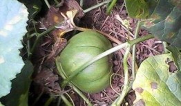 广东人吃生瓜还是熟瓜,广东人偏爱生瓜还是熟瓜之谜