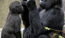 道具 吃瓜猩猩脸,揭秘网络红人的神秘魅力