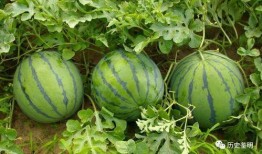 边比赛边吃瓜,畅享体育盛宴与娱乐盛宴