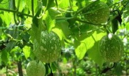 吃吊瓜说说,探寻民间特色佳肴的秘密