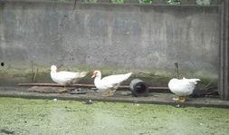 鹅鸭杀吃瓜,一场吃瓜群众的狂欢盛宴