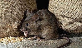 老鼠掏洞吃瓜,一场别开生面的夏日奇遇