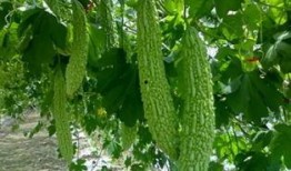 吃大瓜虫,探寻独特风味背后的传奇故事