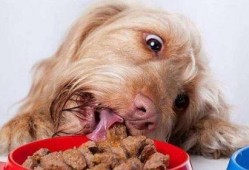 狗狗吃榨瓜行吗