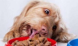 狗狗吃榨瓜行吗